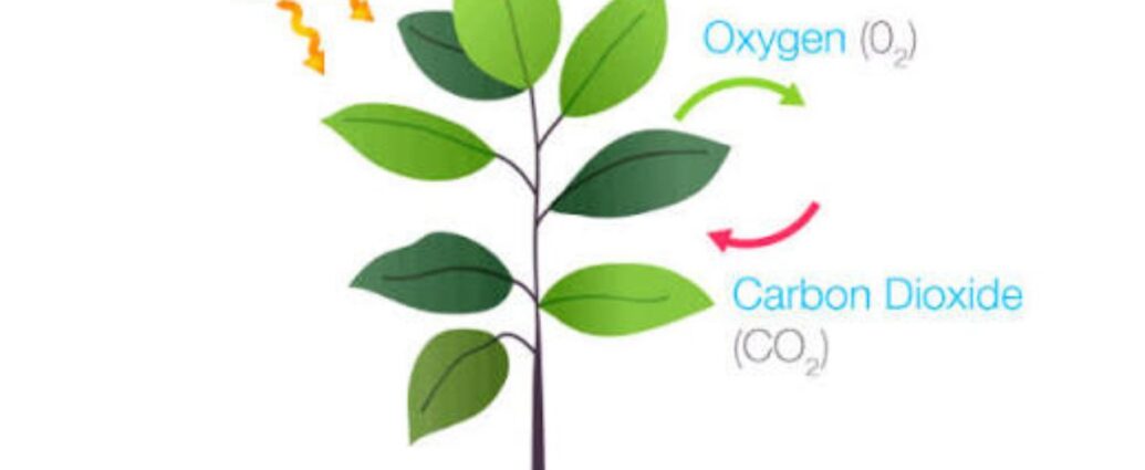 Plantae Eukaryotic