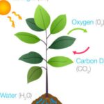Plantae Eukaryotic