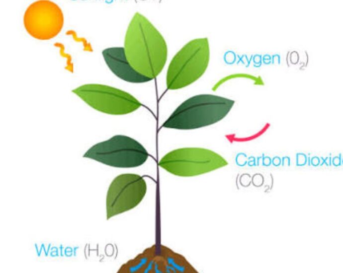 Plantae Eukaryotic
